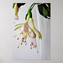 White Fuchsia Hawkshead Summer Blume Poster