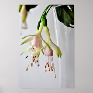 White Fuchsia Hawkshead Summer Blume Poster