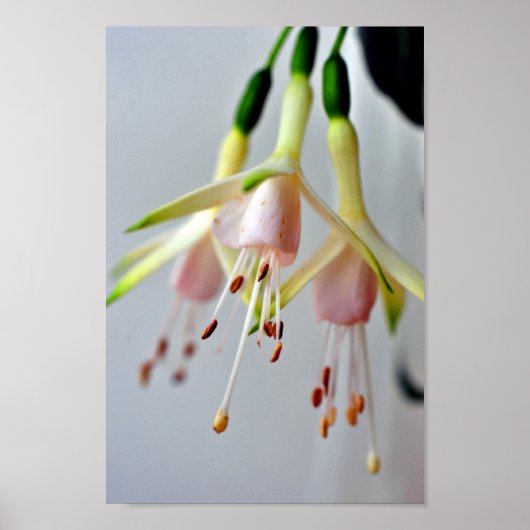 White Fuchsia Hawkshead Summer Blume Poster (Vorne)