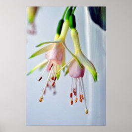 White Fuchsia Hawkshead Summer Blume Poster