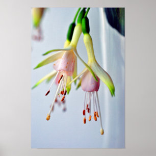 White Fuchsia Hawkshead Summer Blume Poster