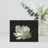 White Gardenia Blossom Postkarte (Stehend Vorderseite)