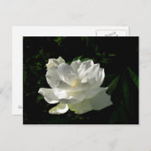 White Gardenia Blossom Postkarte (Vorne/Hinten)