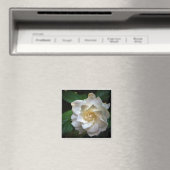 White Gardenia Magnet (In Situ (Geschirrspüler))