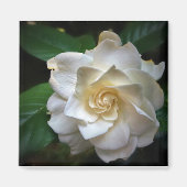 White Gardenia Magnet (Vorne)