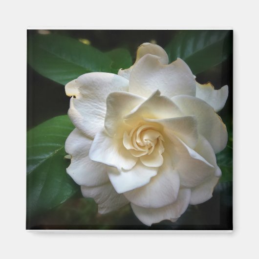White Gardenia Magnet (Vorne)