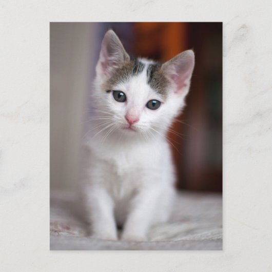 White Gepunktet Kitty Postkarte (Vorderseite)