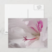 White Geranium Postcard Postkarte (Vorne/Hinten)