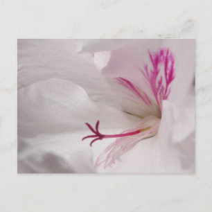 White Geranium Postcard Postkarte