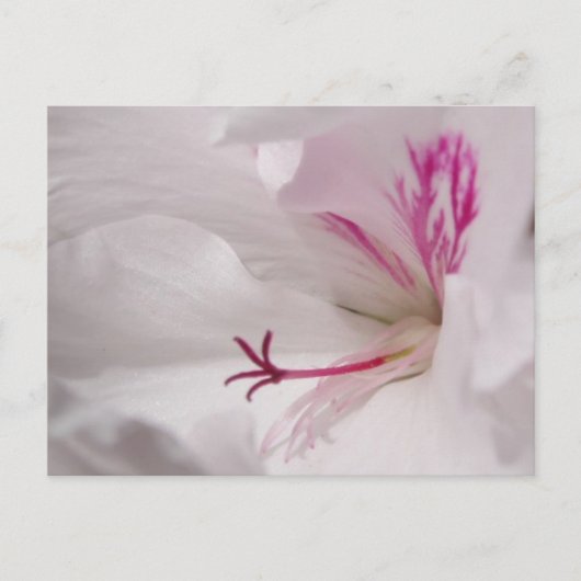 White Geranium Postcard Postkarte (Vorderseite)