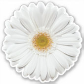 White Gerber Daisy Blume Kiss-Cut Sticker (Vorderseite)