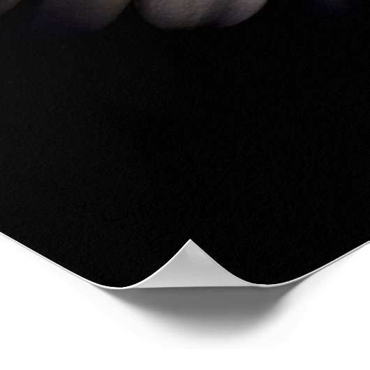 White Gerber Daisy Poster (Ecke)