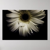 White Gerber Daisy Poster (Vorne)