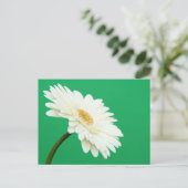 White Gerbera auf Green Postkarte (Stehend Vorderseite)