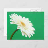 White Gerbera auf Green Postkarte (Vorne/Hinten)