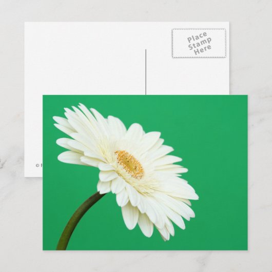 White Gerbera auf Green Postkarte (Vorne/Hinten)