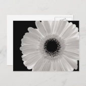 White Gerbera Blume Postkarte (Vorne/Hinten)