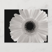White Gerbera Blume Postkarte (Vorderseite)