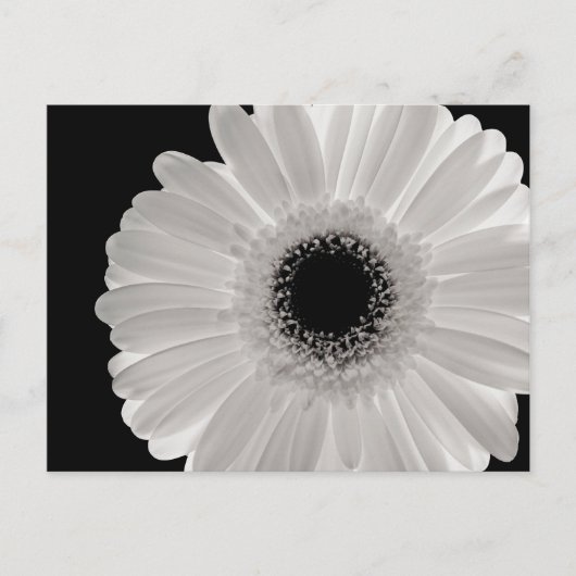 White Gerbera Blume Postkarte (Vorderseite)