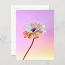 White Gerbera Daisy Postcard