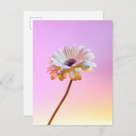 White Gerbera Daisy Postcard Postkarte (Vorne/Hinten)