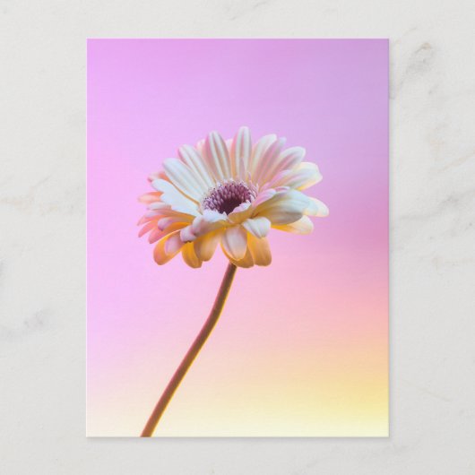 White Gerbera Daisy Postcard Postkarte (Vorderseite)