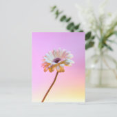 White Gerbera Daisy Postcard Postkarte (Stehend Vorderseite)