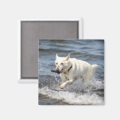 White German Shepard am George Lake Magnet (Vorderseite/Rückseite)