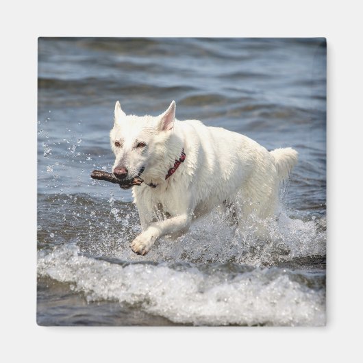 White German Shepard am George Lake Magnet (Vorne)