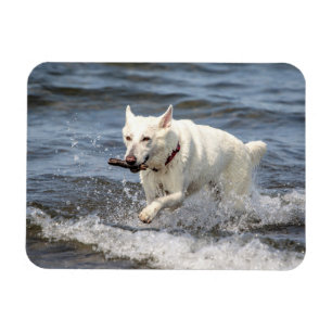 White German Shepard am George Lake Magnet