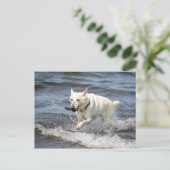 White German Shepard am George Lake Postkarte (Stehend Vorderseite)