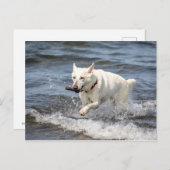 White German Shepard am George Lake Postkarte (Vorne/Hinten)