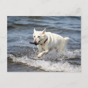 White German Shepard am George Lake Postkarte