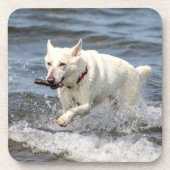 White German Shepard am George Lake Untersetzer (Vorderseite)