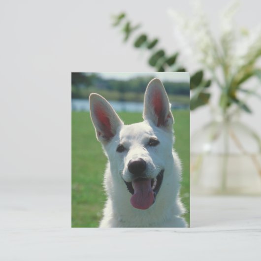 White German Shepherd Dog Postkarte (Stehend Vorderseite)