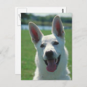 White German Shepherd Dog Postkarte (Vorne/Hinten)