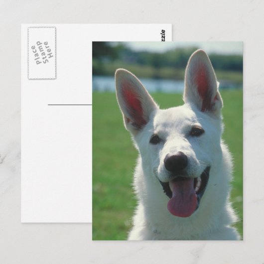 White German Shepherd Dog Postkarte (Vorne/Hinten)