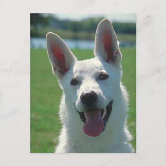 White German Shepherd Dog Postkarte (Vorderseite)