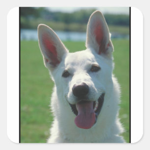 White German Shepherd Dog Quadratischer Aufkleber