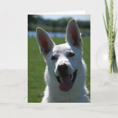 White German Shepherd Karte (Vorderseite)