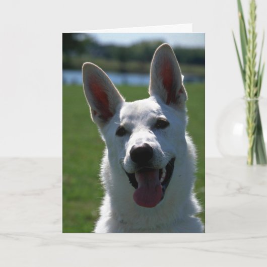 White German Shepherd Karte (Vorderseite)