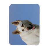 White German Shepherd Magnet (Vertikal)