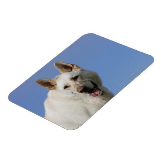 White German Shepherd Magnet (Linke Seite)