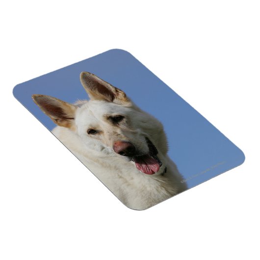 White German Shepherd Magnet (Rechte Seite)