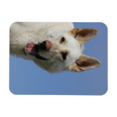 White German Shepherd Magnet (Horizontal)