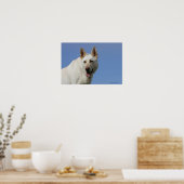 White German Shepherd Poster (Küche)