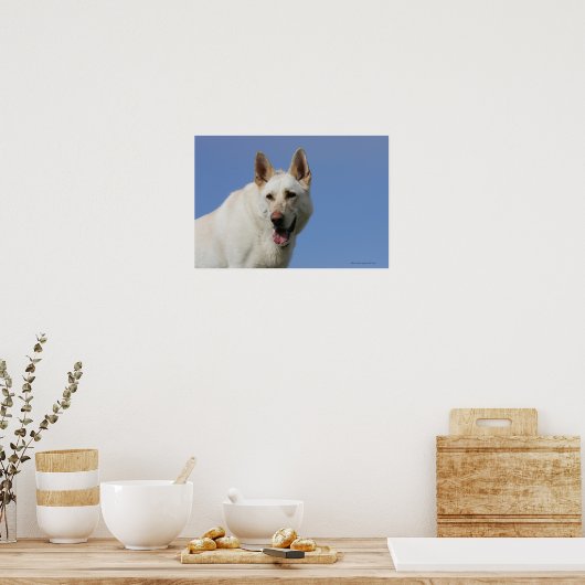 White German Shepherd Poster (Küche)