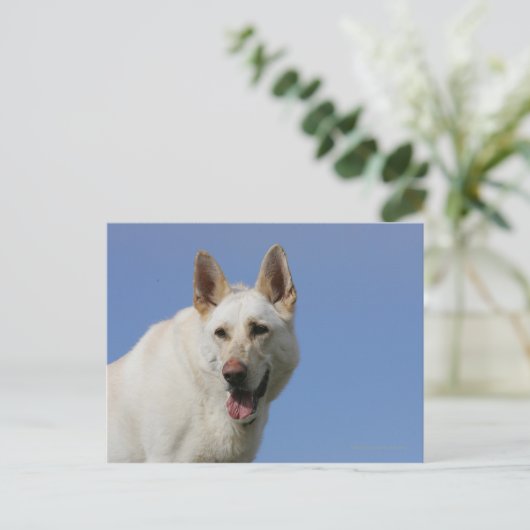 White German Shepherd Postkarte (Stehend Vorderseite)