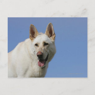 White German Shepherd Postkarte