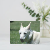 White German Shepherd Postkarte (Stehend Vorderseite)